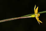 Fringed yellow star-grass